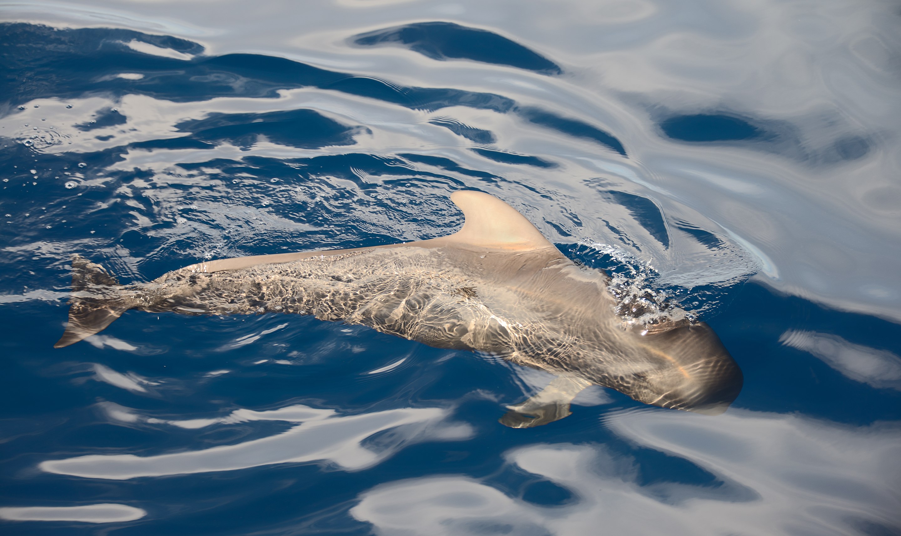 Un dauphin échoué pourrait appartenir à une espèce rarement observée en Nouvelle-Écosse