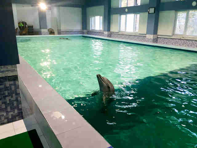 [ 🇬🇧 Traduction ] Arménie – Des dauphins détenus dans une piscine du sous-sol d’un hôtel ont été libérés suite à un tollé international
