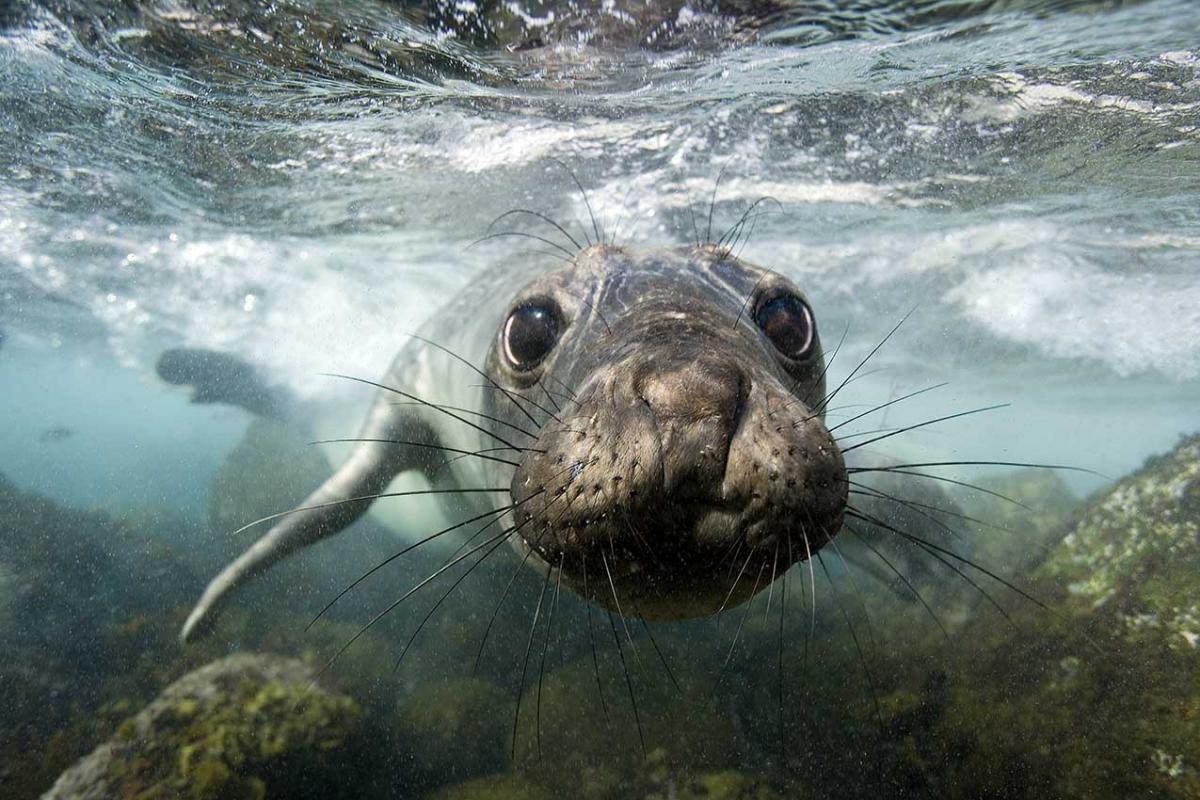 Du 04/05/2018 au 15/10/2018 : Expo photo nature grand format sur la plage d’Argelès-sur-Mer « Un regard sous la mer »