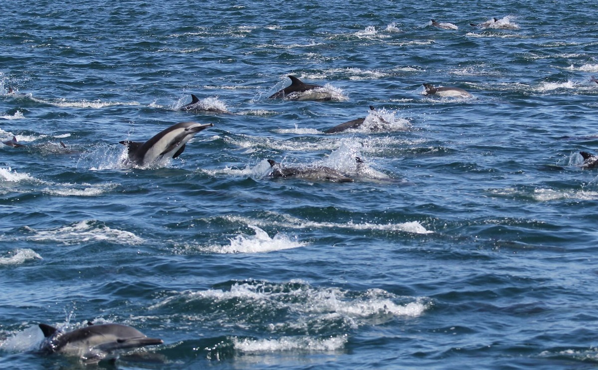 [ 🇬🇧 Traduction ] Fin de la saison de chasse au dauphin à Taïji