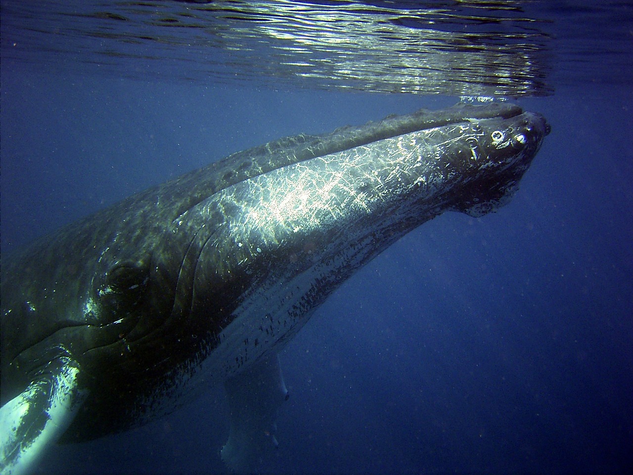 La baleine échouée aux Îles-de-la-Madeleine n’a pas survécu