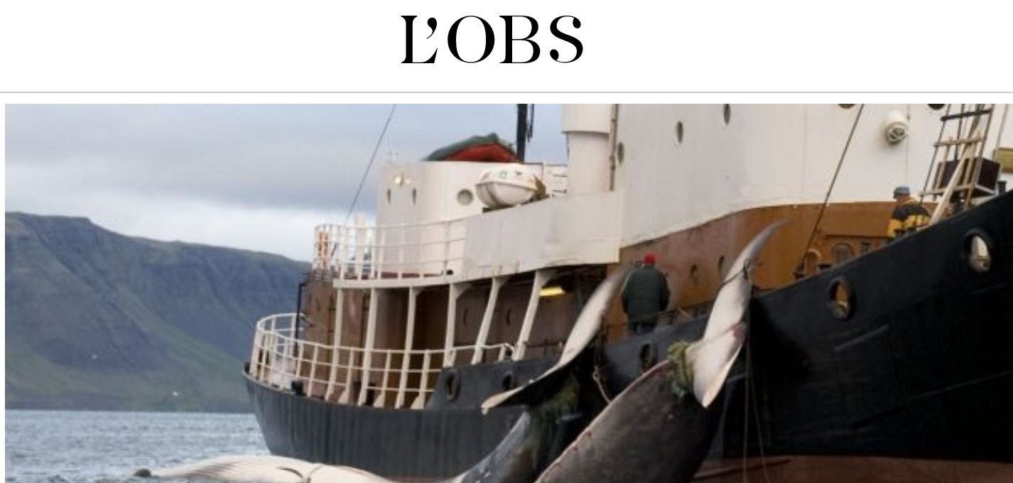 La chasse à la baleine est en crise… la Norvège décide donc de relever les quotas de 30%