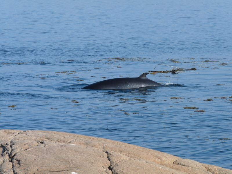 Islande : la chasse à la baleine va reprendre après deux ans d’interruption