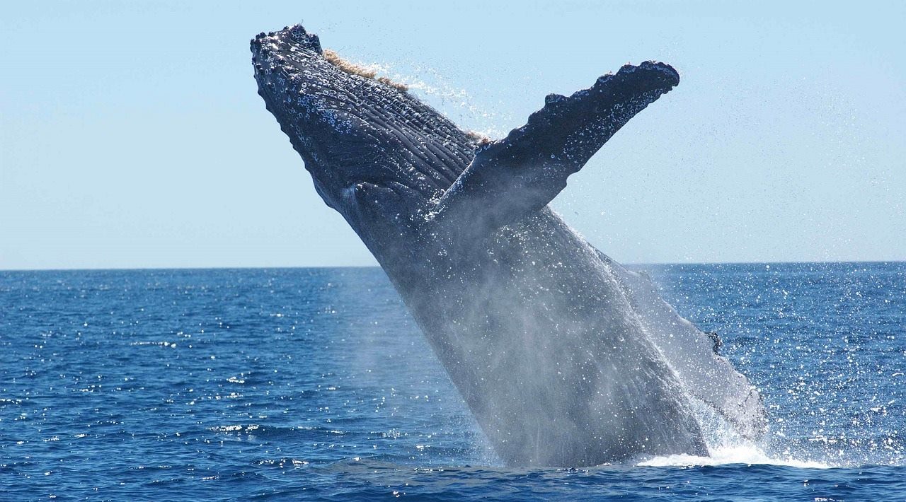 [ 🐬 Pour bien commencer la semaine : Savez-vous pourquoi les mammifères marins sont énormes ? ]