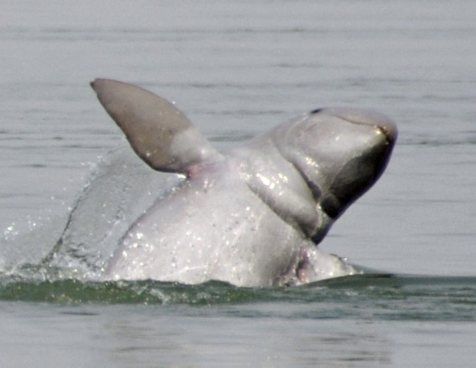 Cambodge : les dauphins de l’Irrawaddy toujours menacés mais plus nombreux