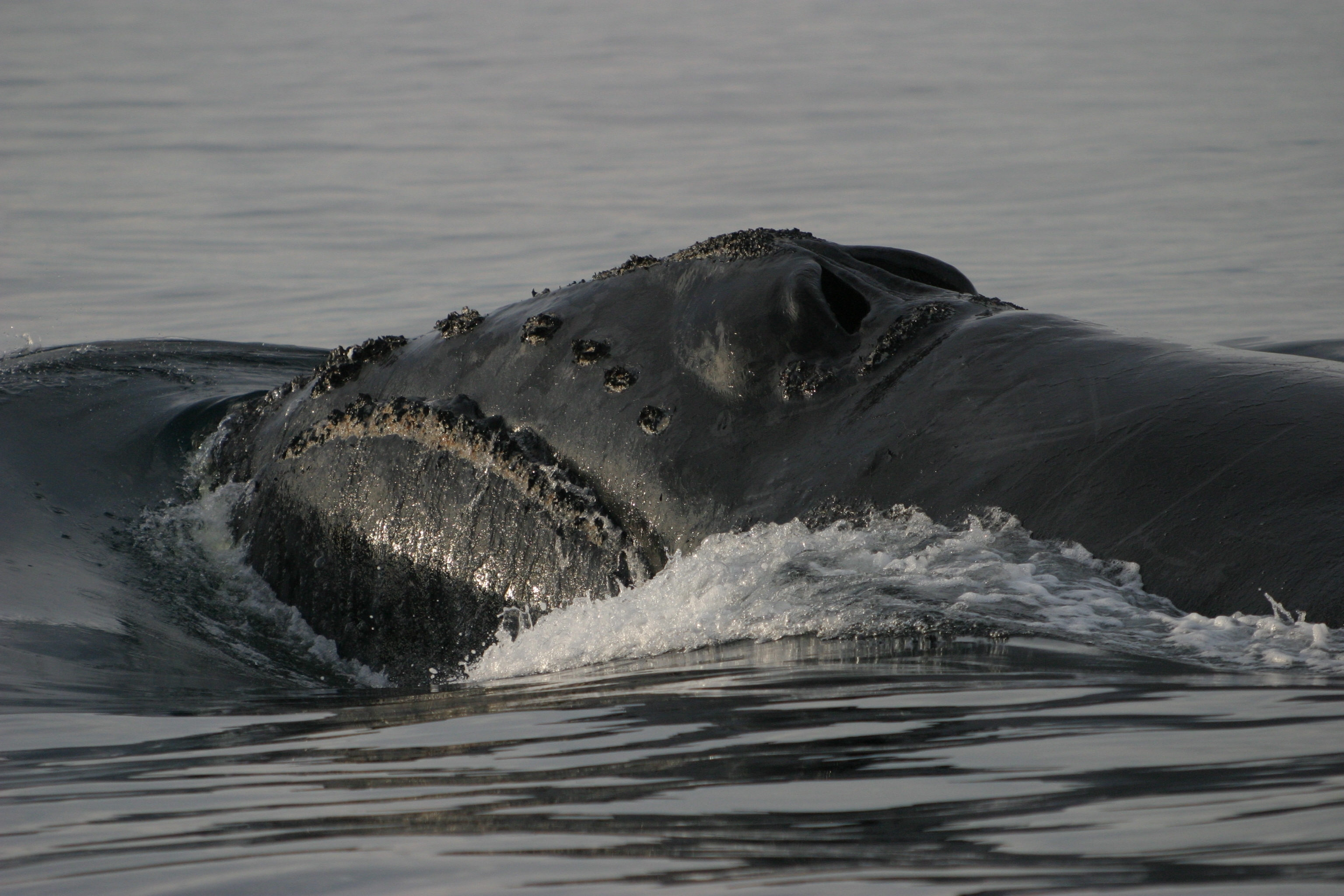 Canada : la protection de la baleine noire fonctionne