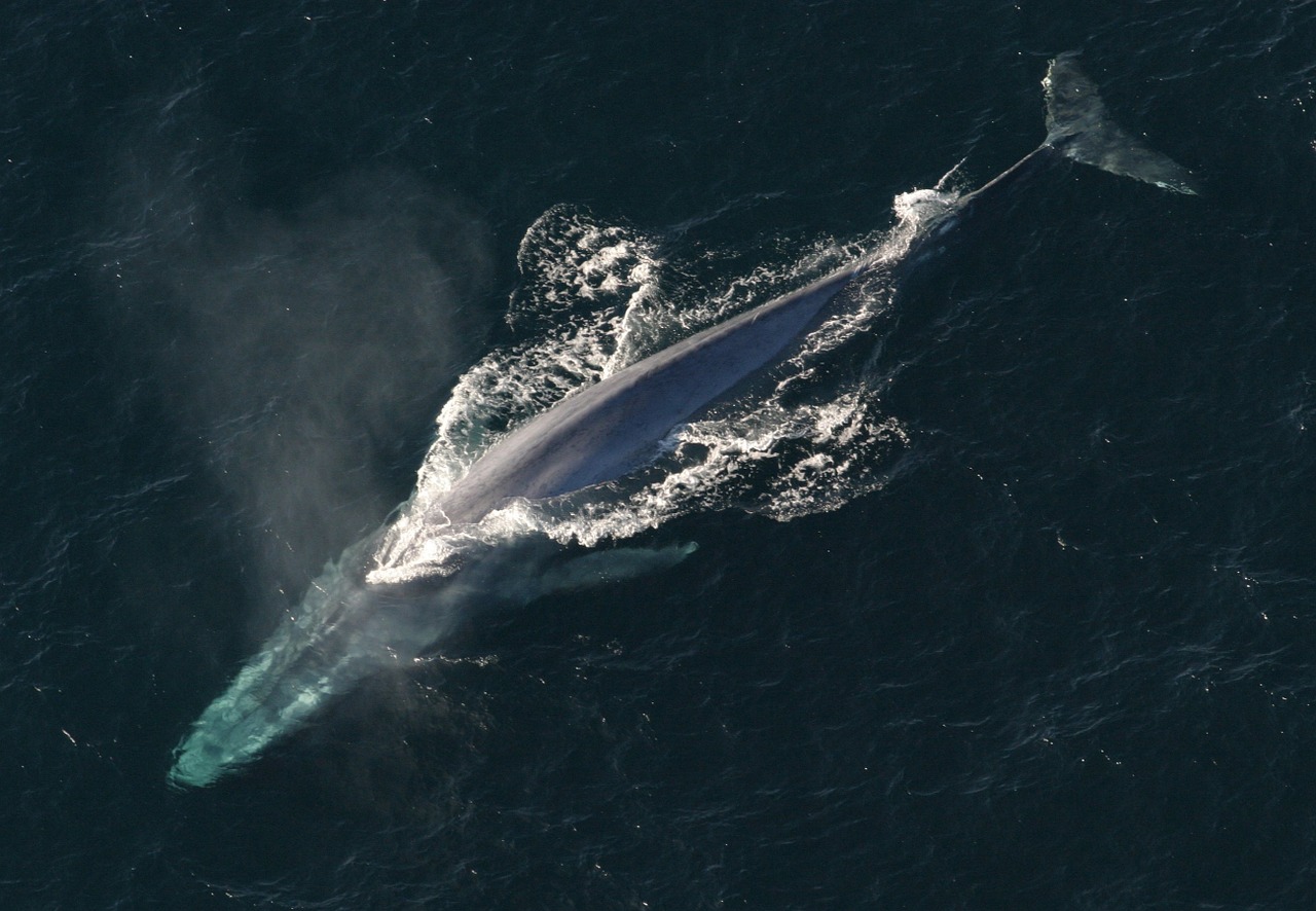 Pourquoi les baleines sont-elles si grosses ?