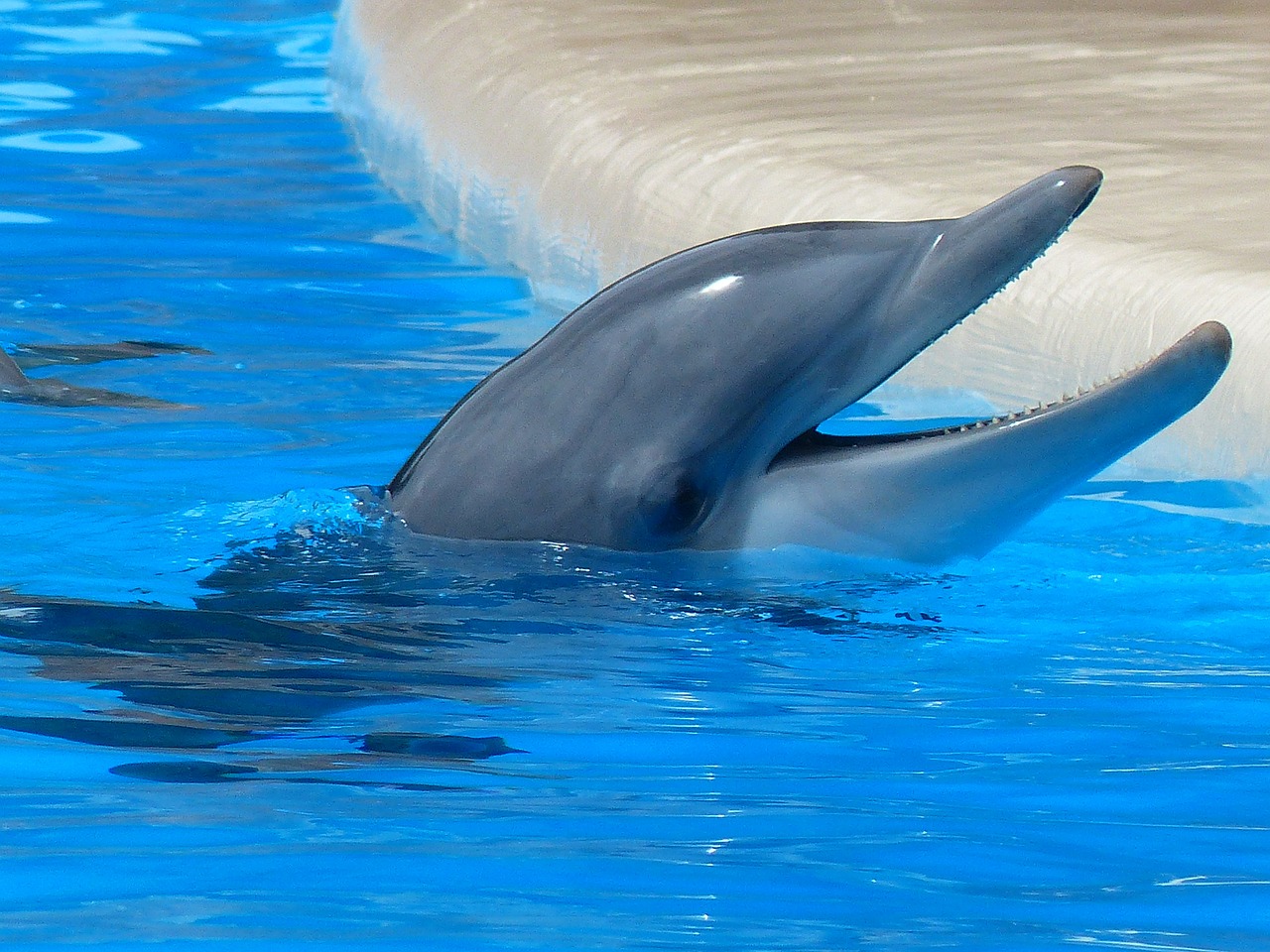 [ 🇬🇧 Traduction : Excellente nouvelle pour les dauphins en République Dominicaine ]