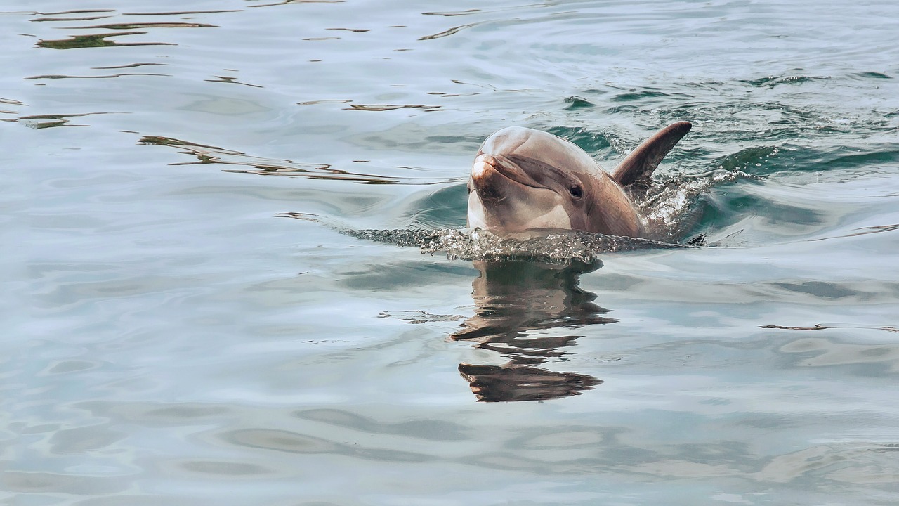 [Traduction : 🇰🇷 La Corée du Sud interdit l’importation des dauphins capturés à Taïji]