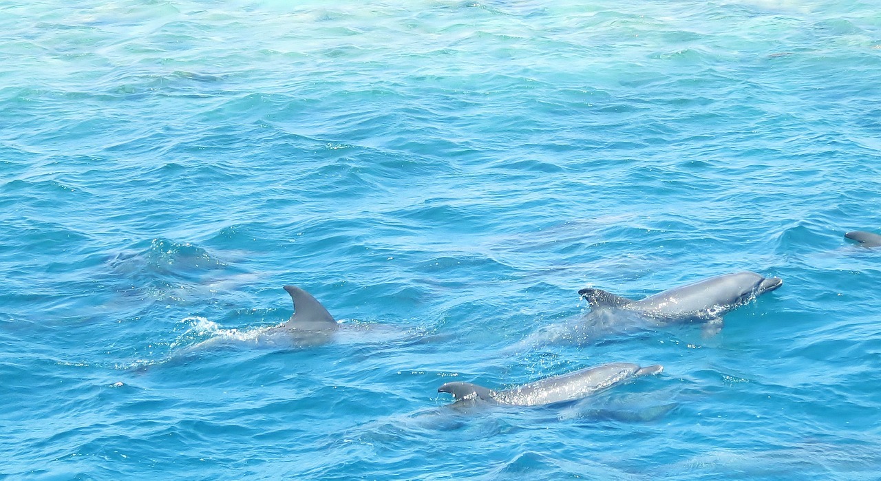 Canada : Des grands dauphins observés pour la première fois au large de l’île de Vancouver