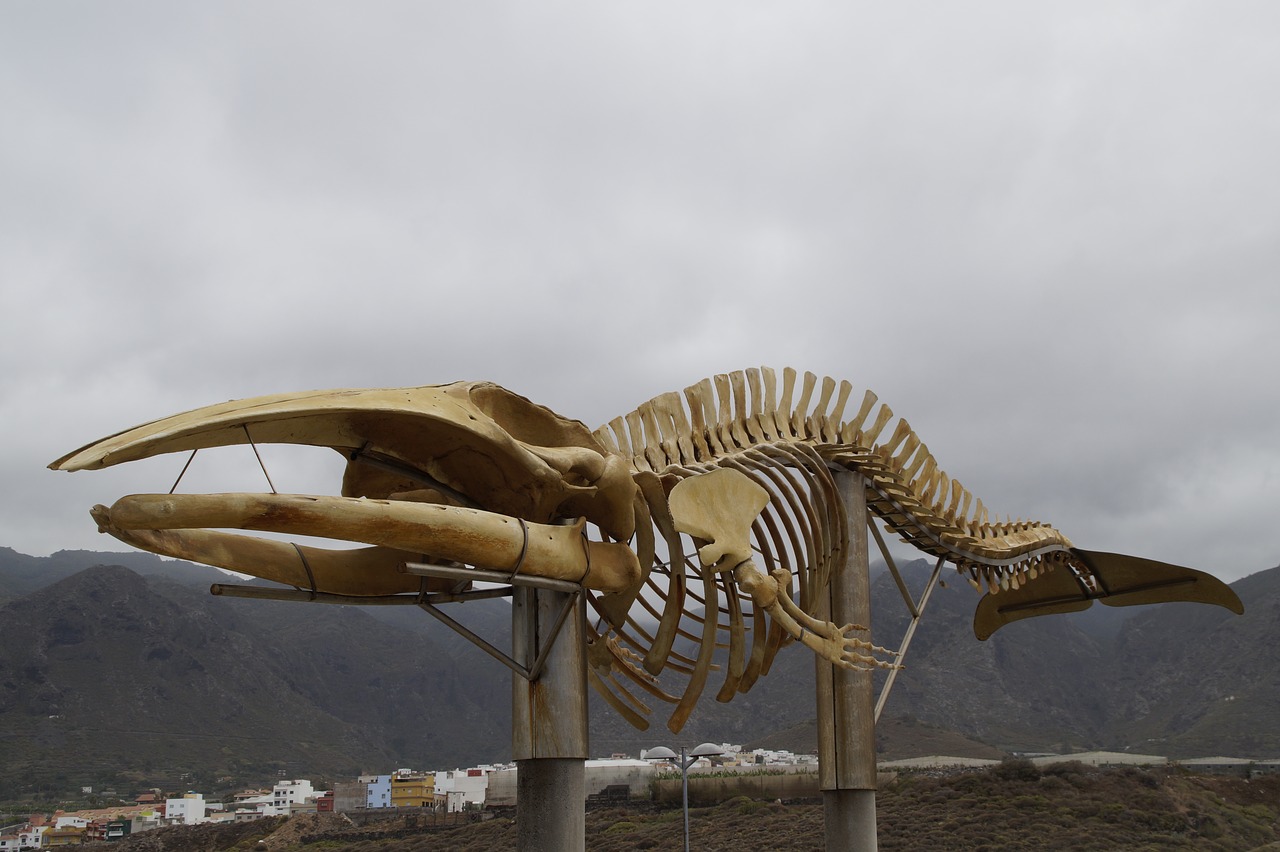 Toipahautea Waitaki, la plus ancienne des baleines à fanons