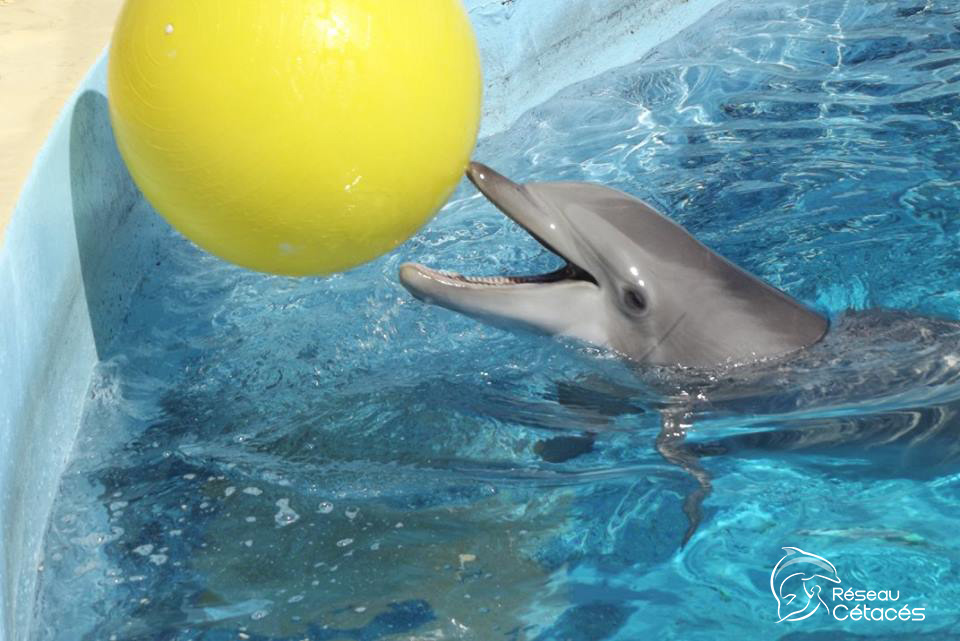 La ville de Mexico vient d’interdire les delphinariums : les associations se félicitent