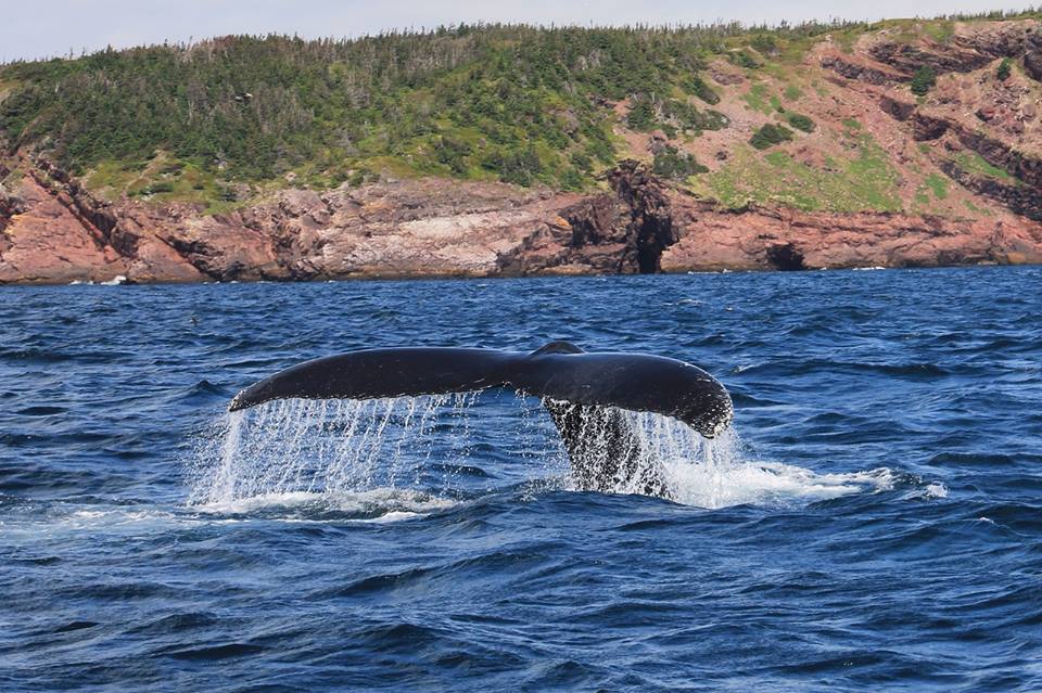 Canada : Un baleineau bleu dans le Saint-Laurent