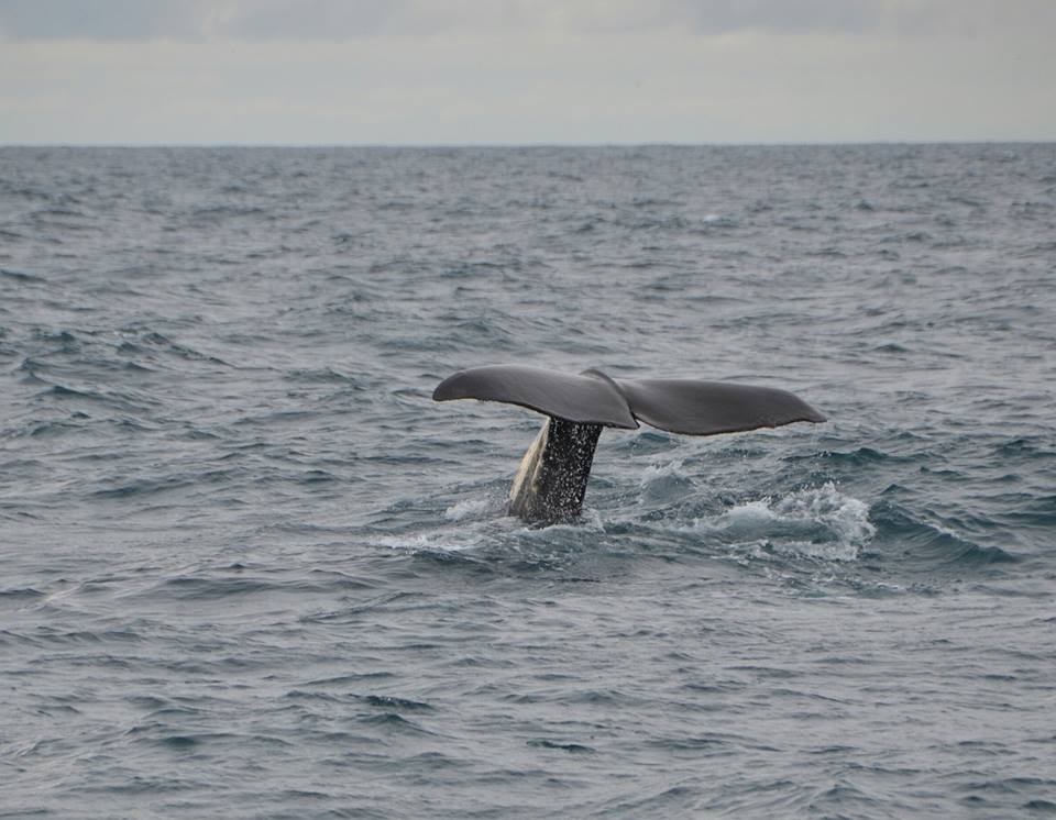 Polynésie : nouvelles règles strictes pour l’approche des baleines