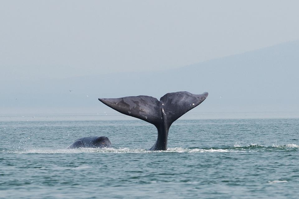 Les baleines boréales, de véritables crooners de la pénombre