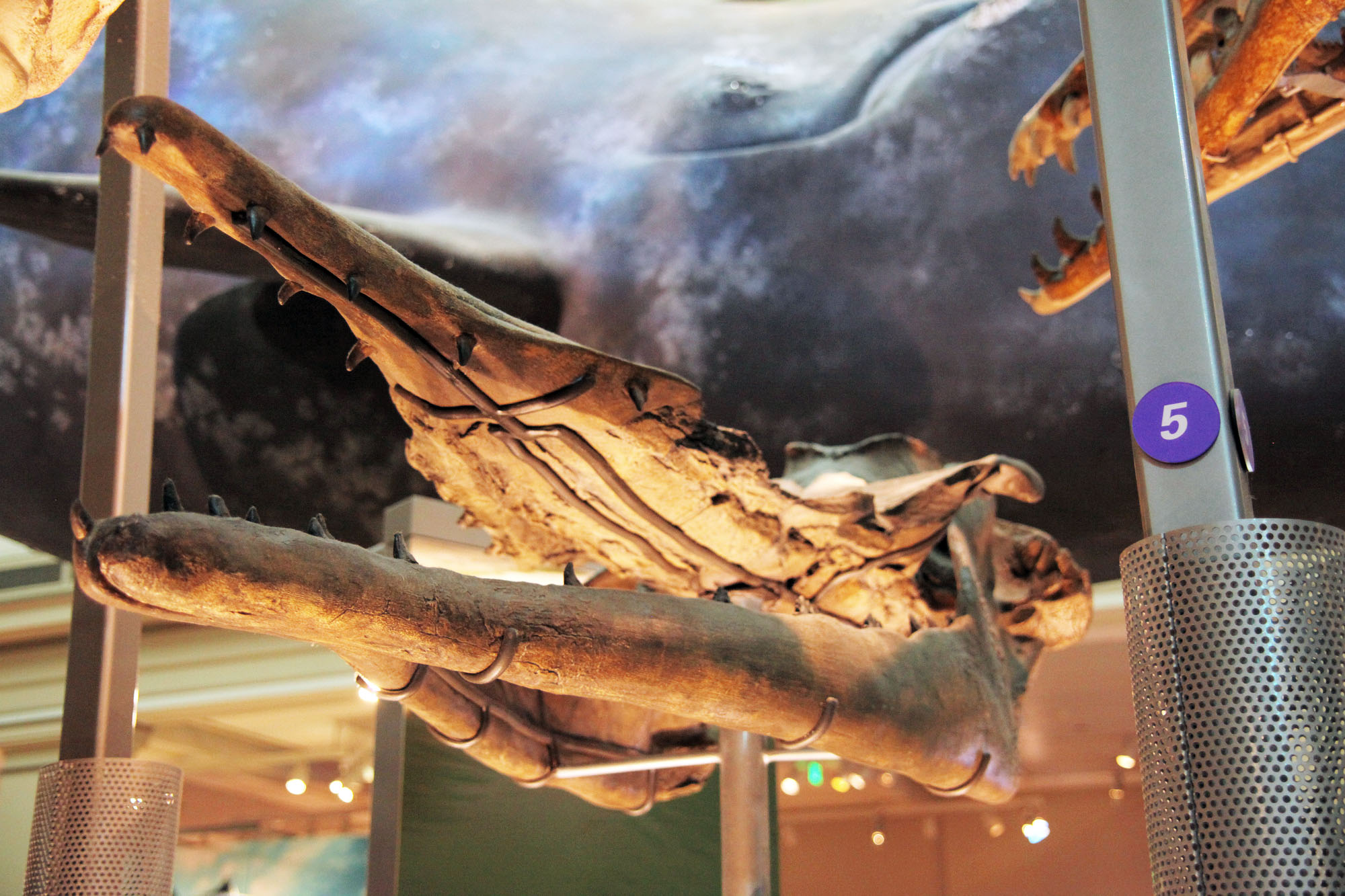 Les ancêtres de certaines baleines actuelles étaient d’immenses prédateurs à dents
