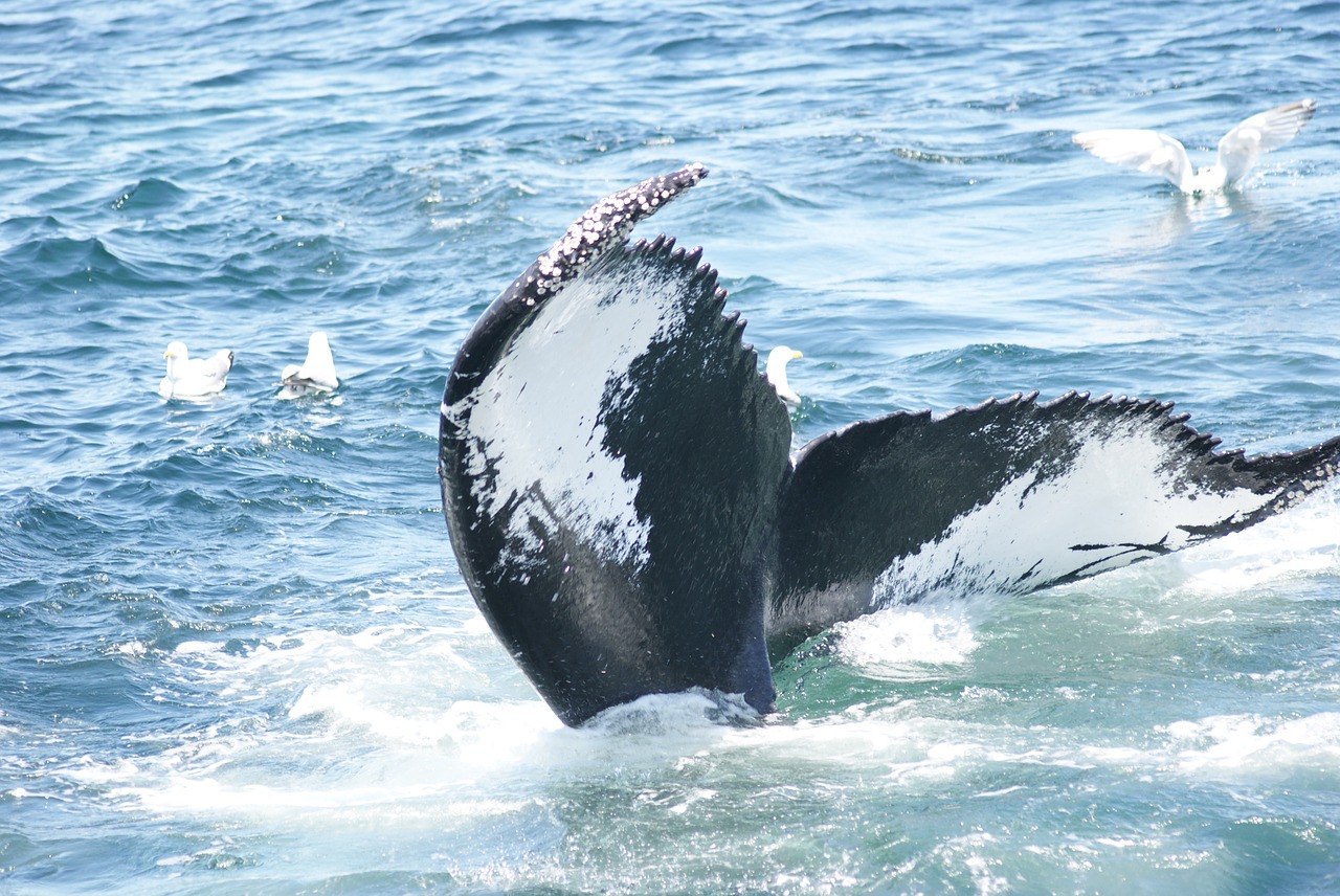 Les populations de baleines à bosse pourraient croître plus vite que prévu