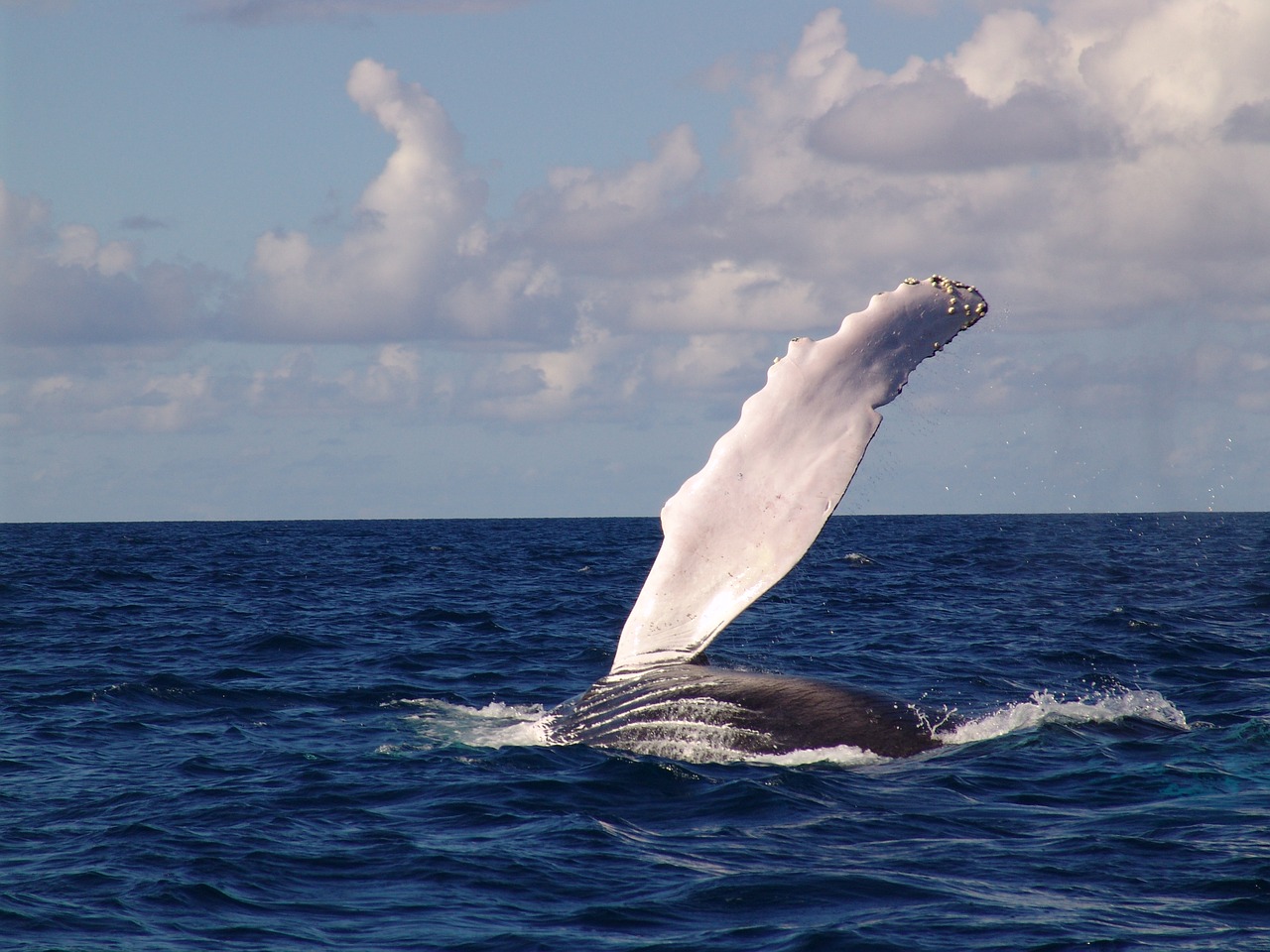 Canada : douze baleines repérées dans une zone fermée à la pêche