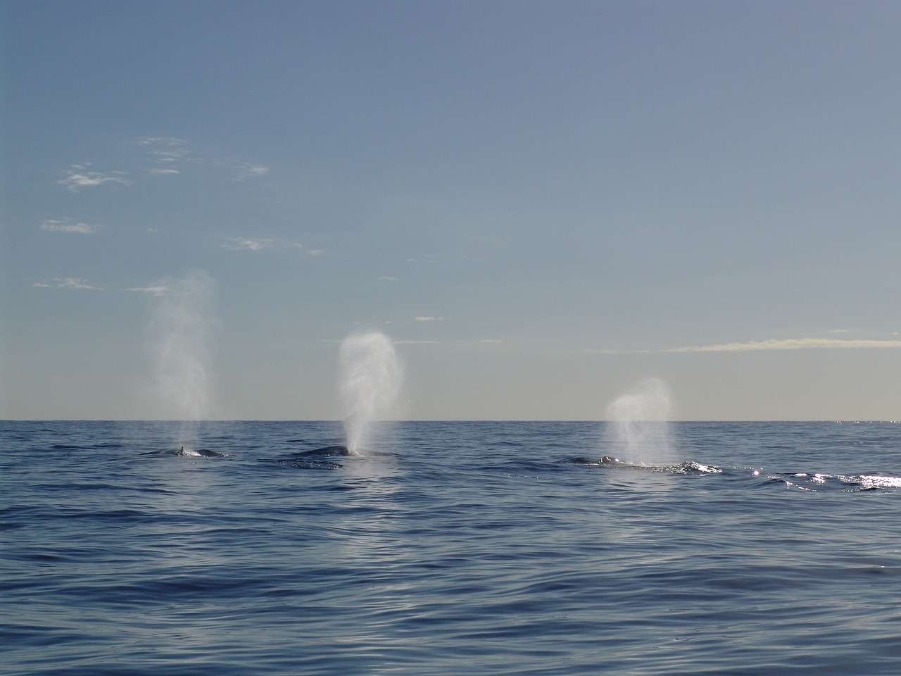 Etats-Unis : des baleines plein la vue au large de Boston