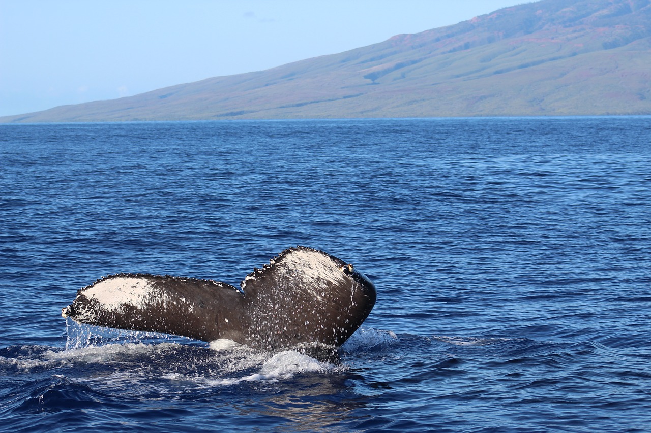 La Réunion : la saison des baleines a commencé !