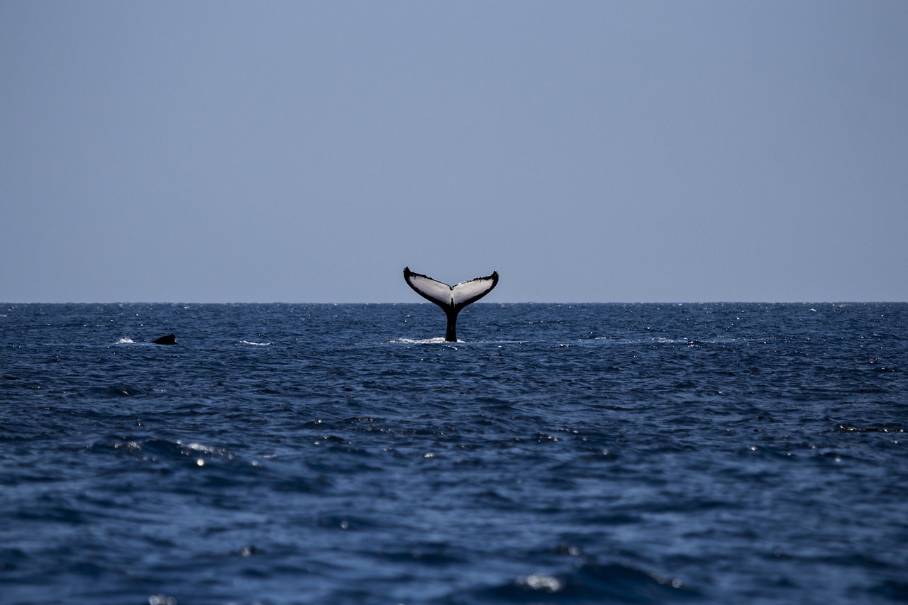 Offre d’emploi : mission « Promouvoir la biodiversité marine » au sein de l’association Souffleurs d’Écume