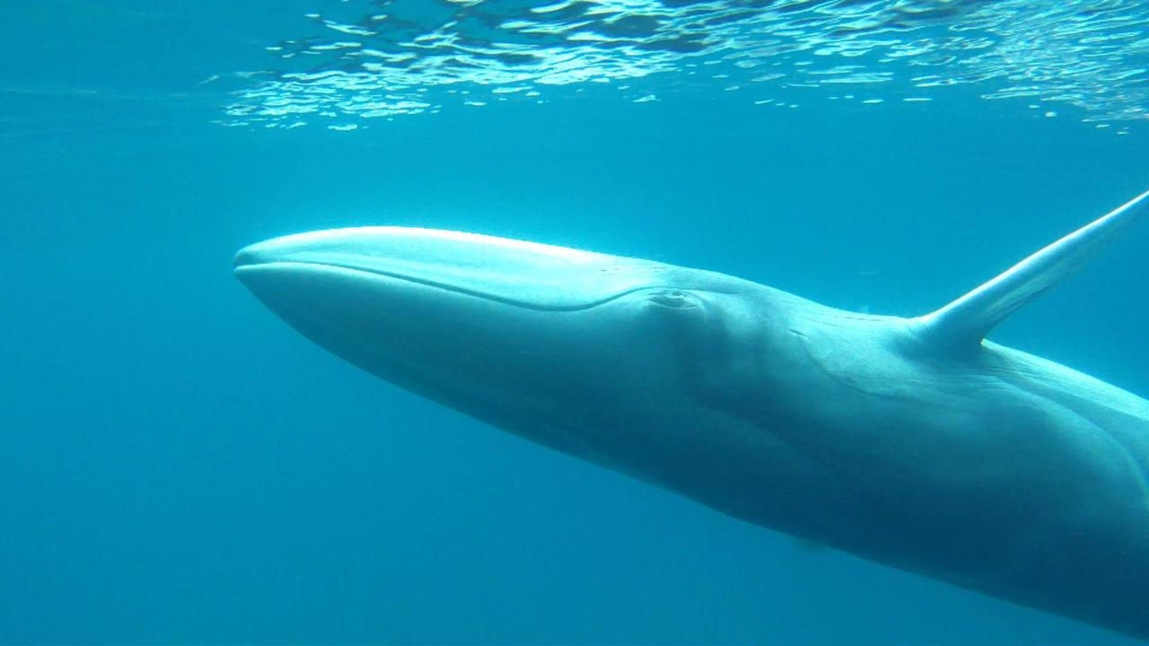 Chasse à la baleine : l’Islande n’en rate pas une
