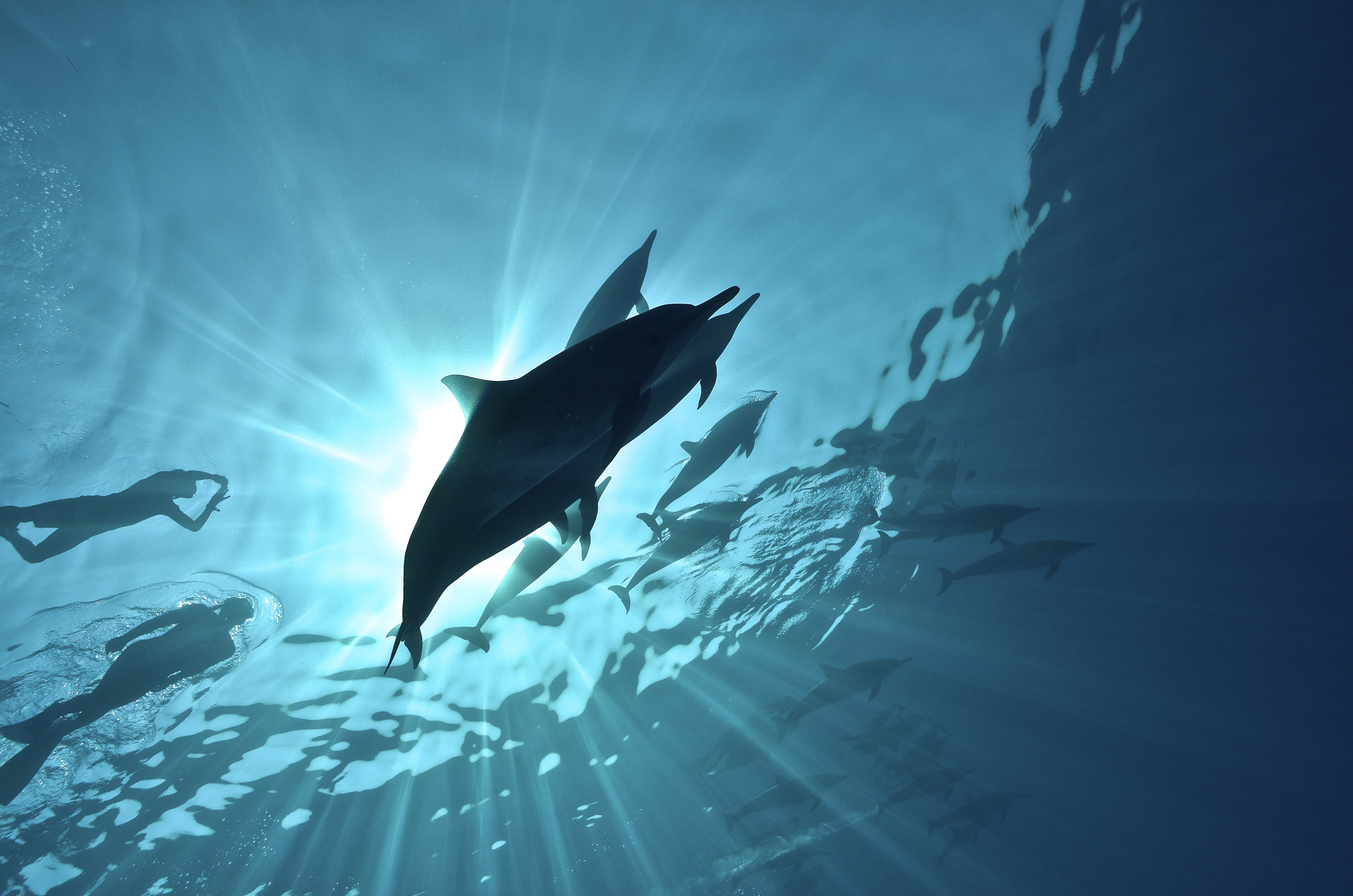 Stage d’apnée delphinienne avec Sea Dolphin et Réseau-Cétacés, 10 au 17 novembre 2018, Mer Rouge…