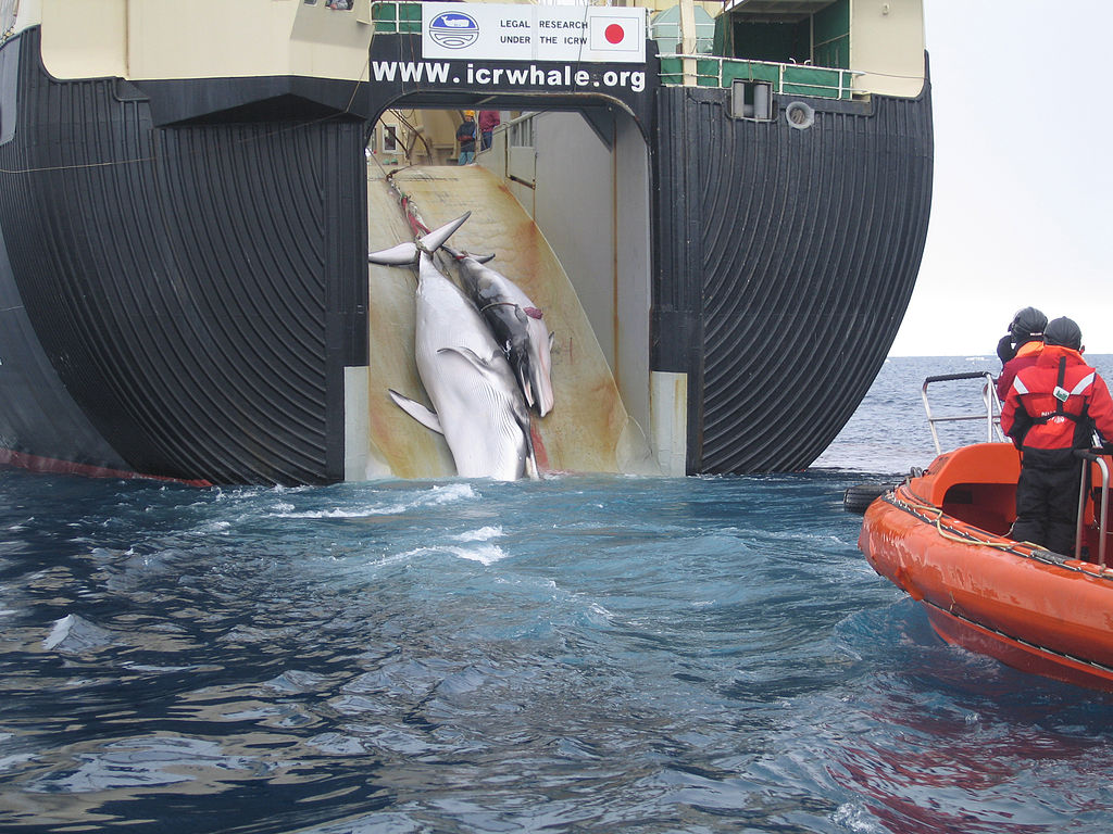 Le Japon souhaite reprendre la chasse commerciale à la baleine