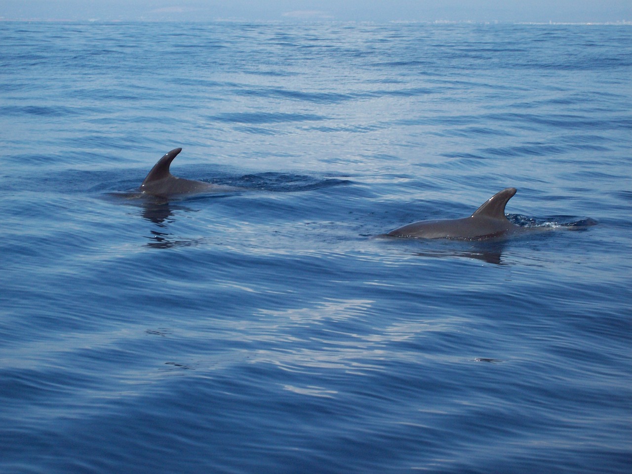 Un inattendu ballet de dauphins à Sète