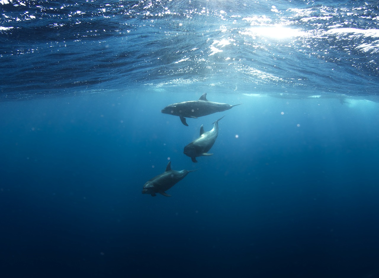 [ 🐬 Pour bien commencer la semaine : les dauphins de la Manche ]