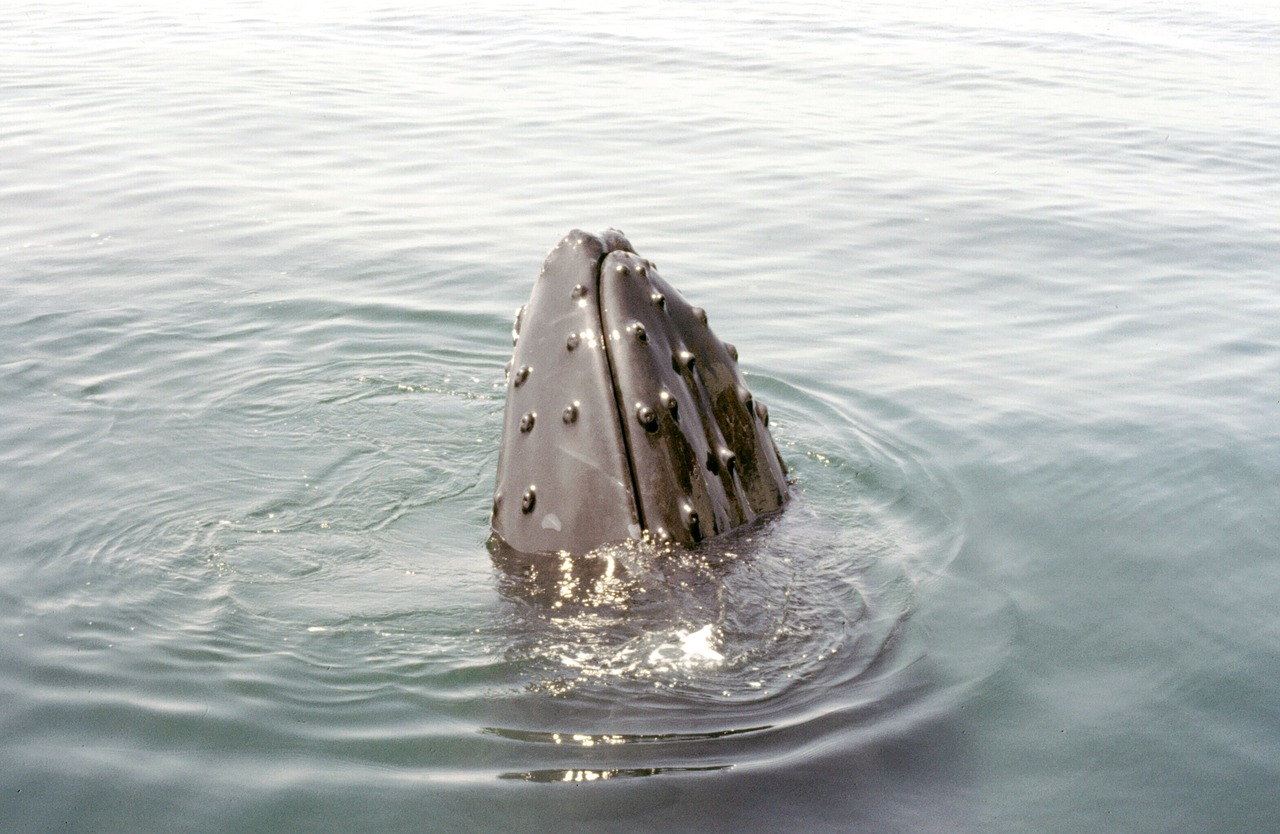 Canada – Une baleine à bosse empêtrée dans des casiers à homard en Gaspésie