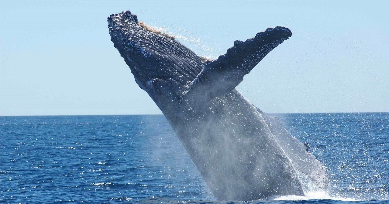 [ 🐬 Pour bien commencer la semaine : savez-vous pourquoi les baleines sautent ? ]