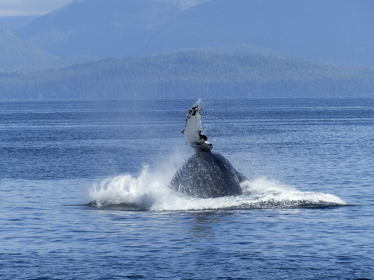 À l’île de La Réunion, les premières baleines arrivent…