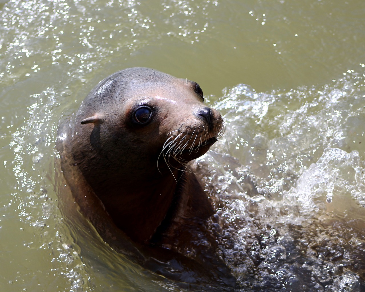 Dauphins, loutres, otaries… chassés pour servir d’appât