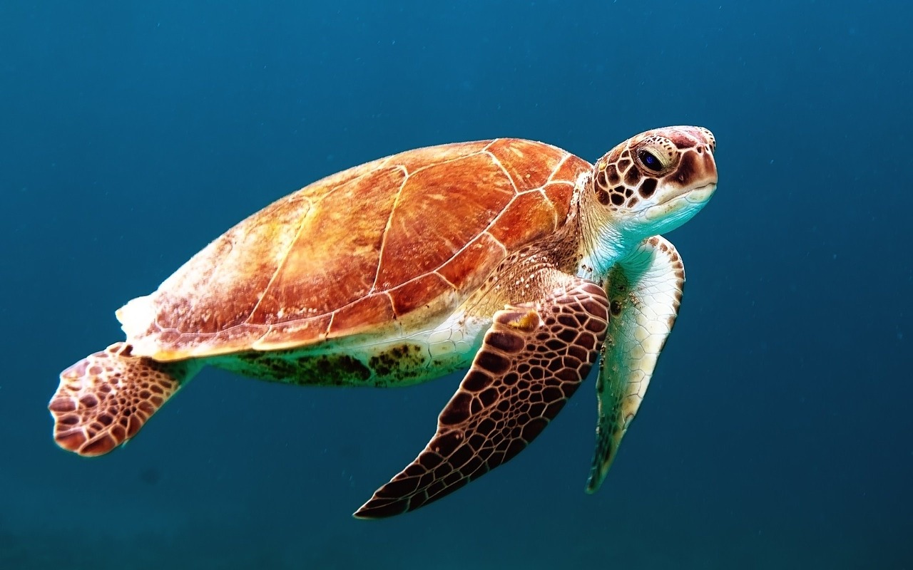 Une tortue protégée victime du plastique en Thaïlande