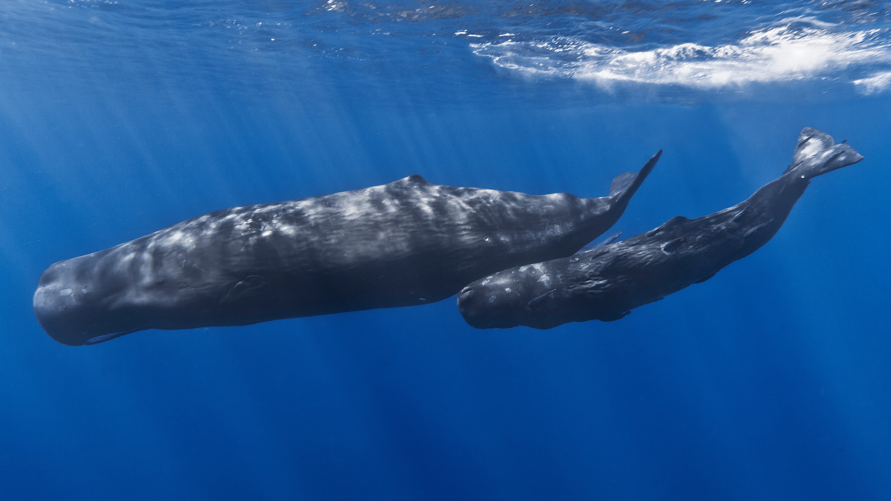 [ 🐬 Pour bien commencer la semaine : savez-vous que le cachalot est l’un des cétacés qui détient le record de plongée ? ]