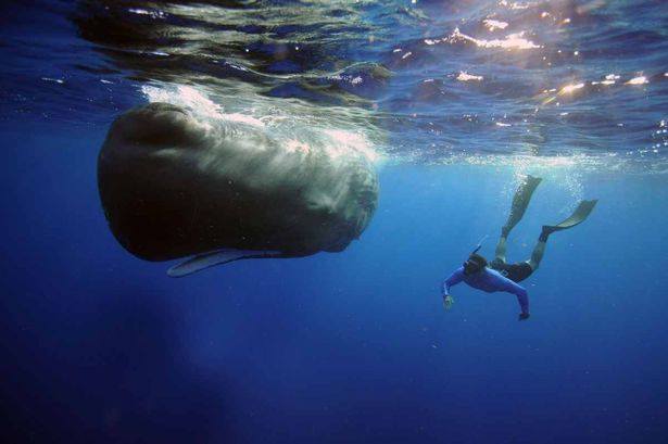 [ 🐬 Pour bien commencer la semaine : François Sarano, le retour de Moby Dick ]