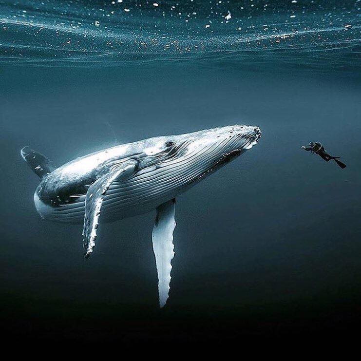 [ 🐬 Pour bien commencer la semaine : savez-vous que la femelle baleine à bosse est plus grosse que le mâle ? ]