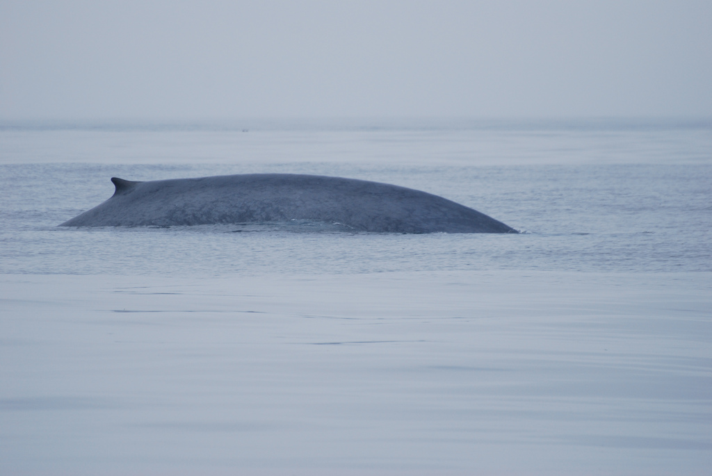 Le meurtre d’une baleine bleue choque l’Islande
