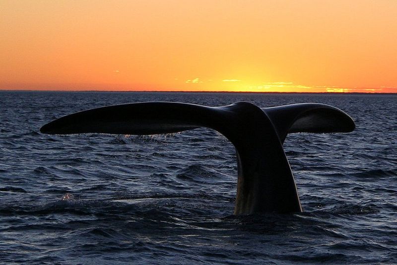 Les Romains chassaient la baleine en Méditerranée