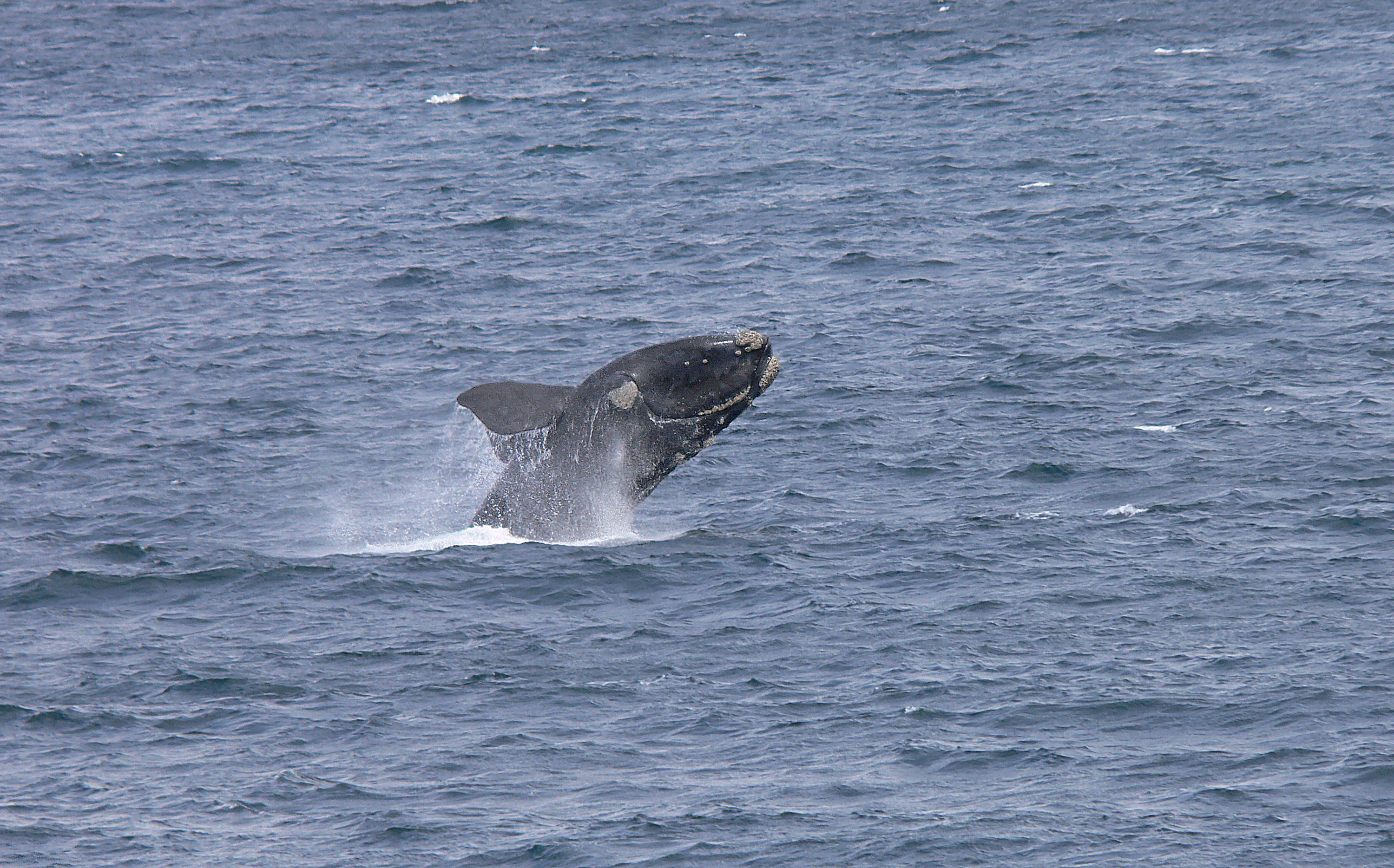 Des robots sous-marins pour comprendre le déplacement des baleines noires