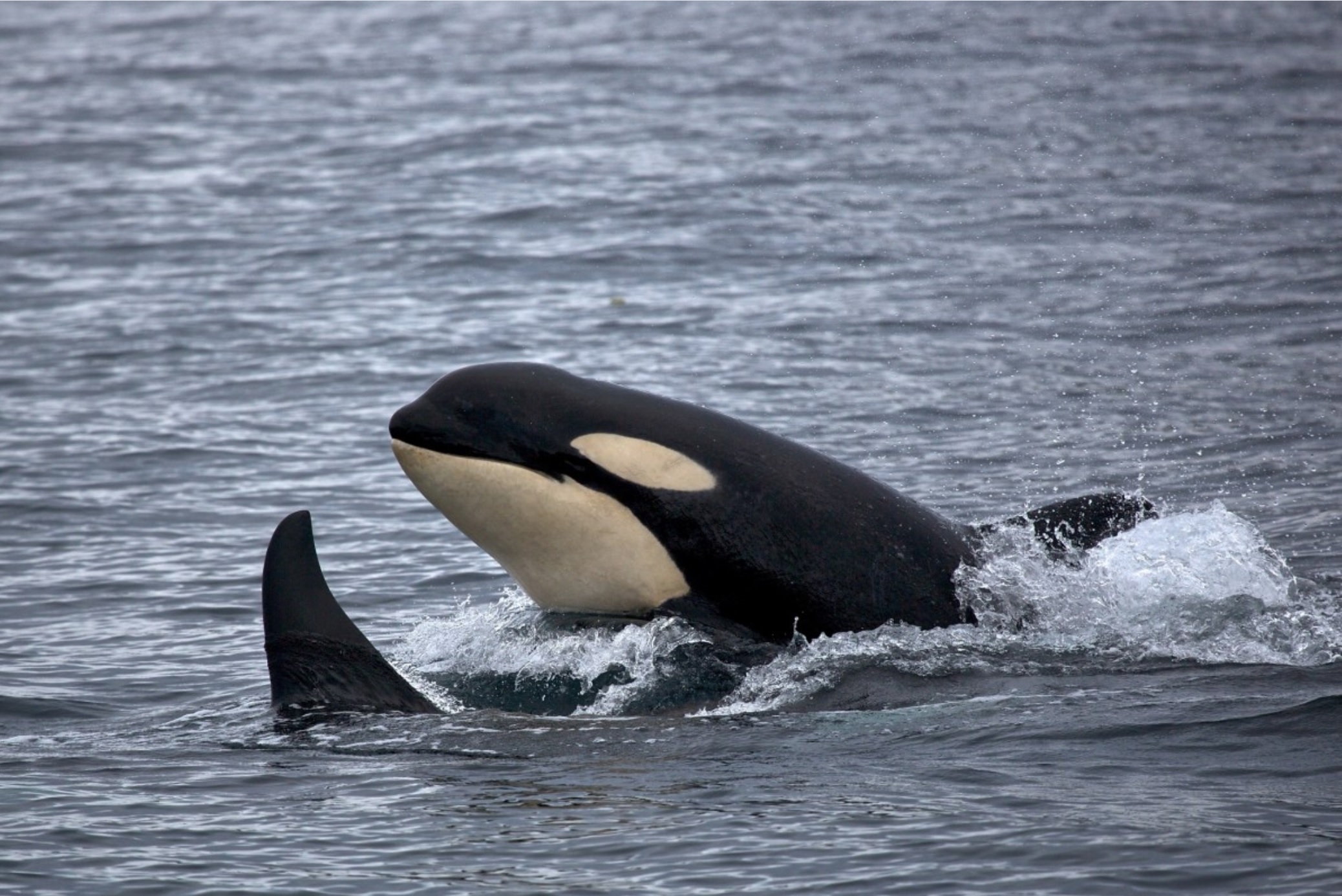 [ 🐬 Pour bien commencer la semaine : savez-vous pourquoi les orques sont de couleur noire et blanche ? ]