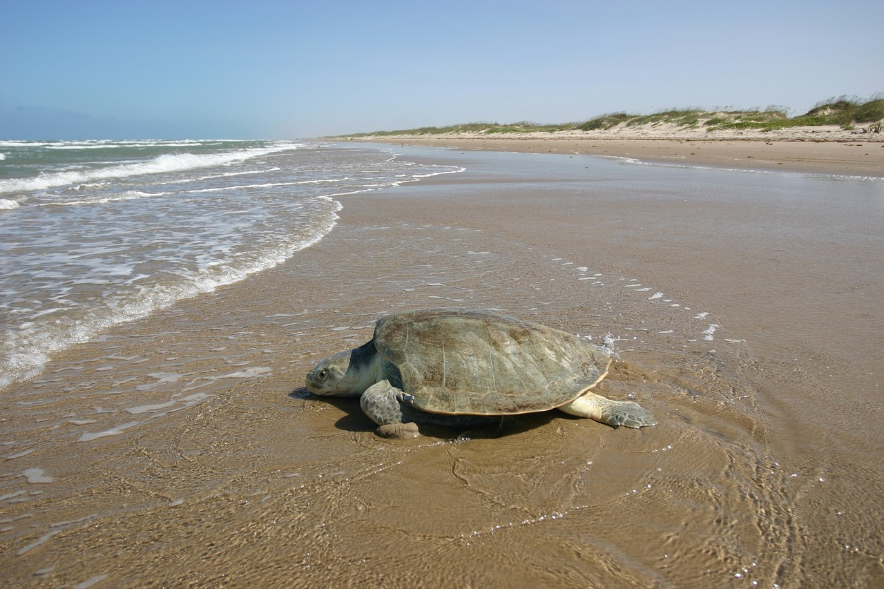 Aux Etats-Unis, une tortue d’une espèce très menacée retrouvée morte, piégée par une chaise de plage