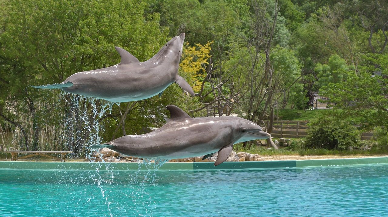 Quels sont les pays qui ont interdit les delphinariums ?