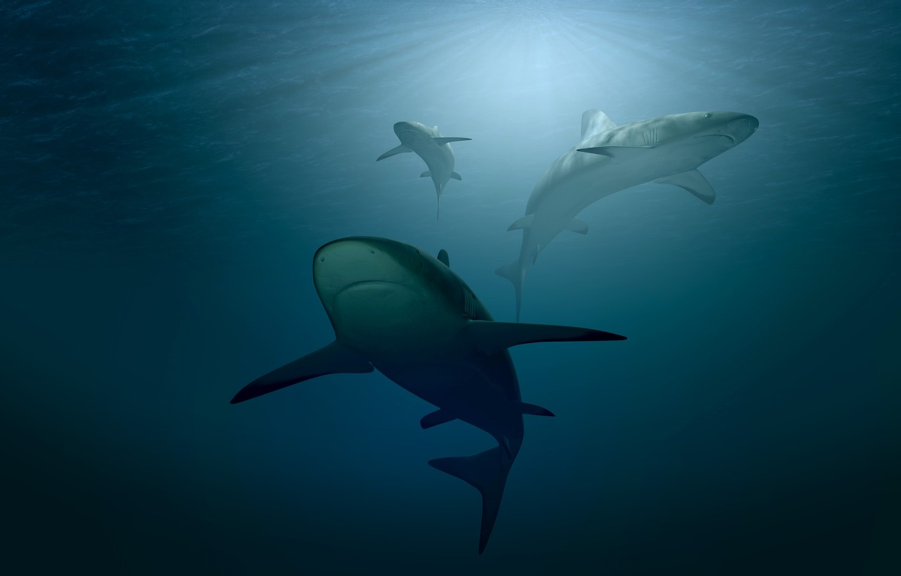 [ 🦈 Il y a peut-être du requin dans votre crème solaire ]