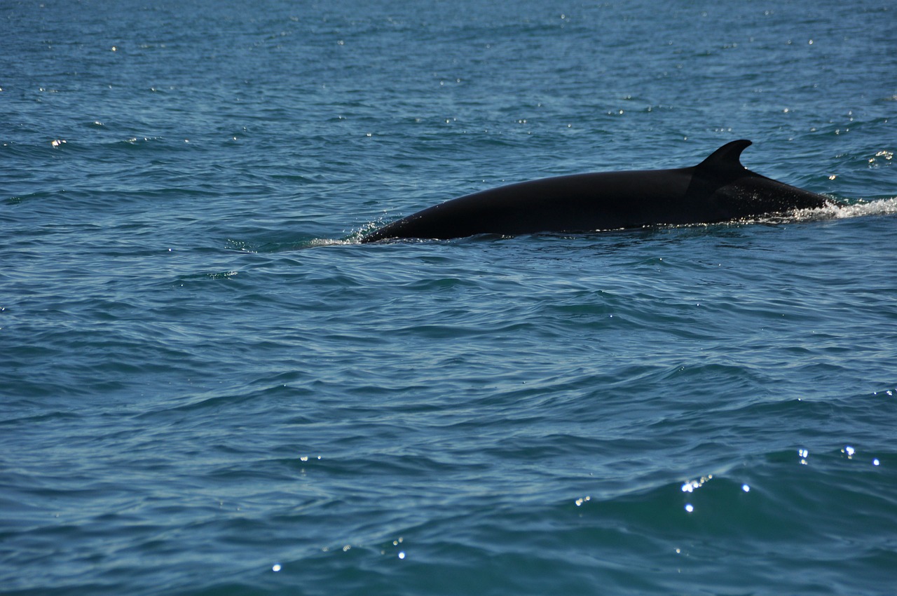 Plus de chasse à la baleine de Minke pour l’Islande… mais pas pour la raison que vous pensez