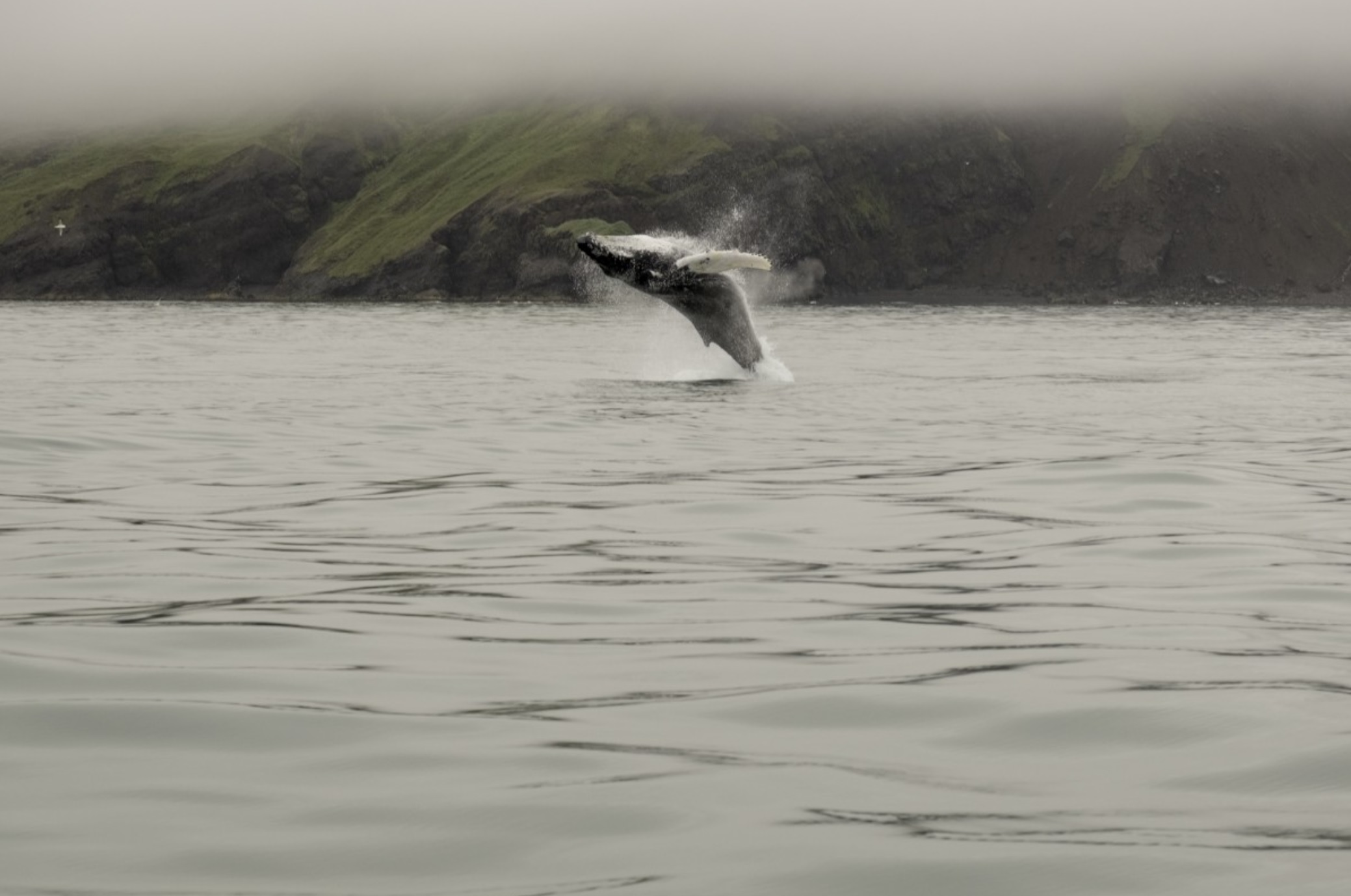 Puisque les baleines et les ongulés ont un ancêtre commun, peuvent-elle ruminer ?
