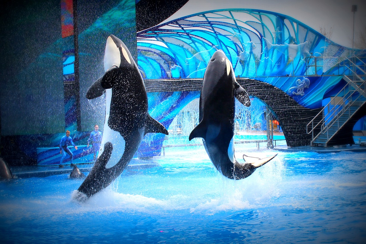 Orques en captivité : Thomas Cook va supprimer certaines attractions de son catalogue