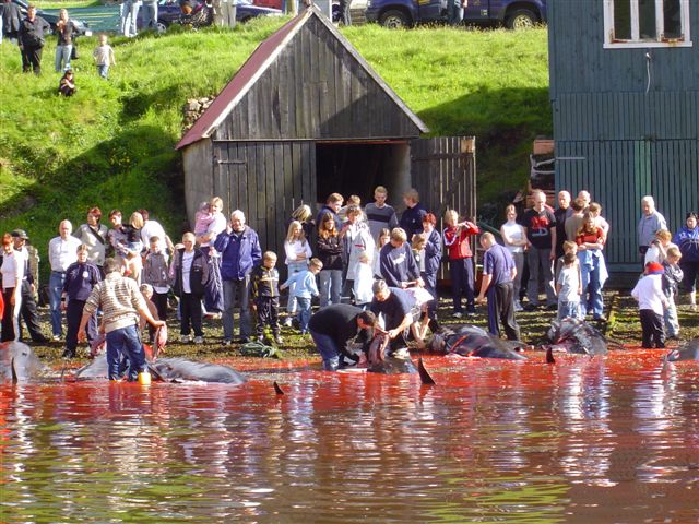 Îles Féroé – La Mer Rouge Sang