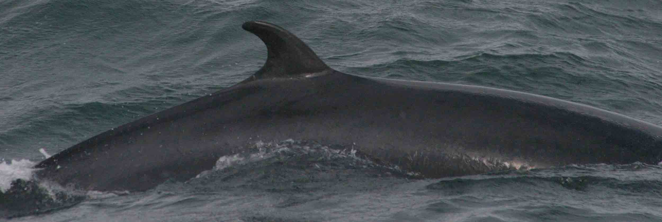 Les pêcheurs japonais de retour à terre avec 177 baleines